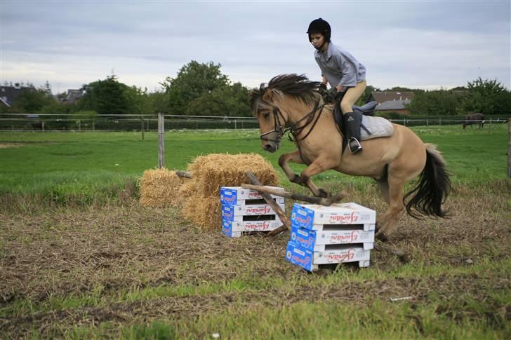 Anden særlig race Zimba / Rex - Spring 5/9 2008  billede 9