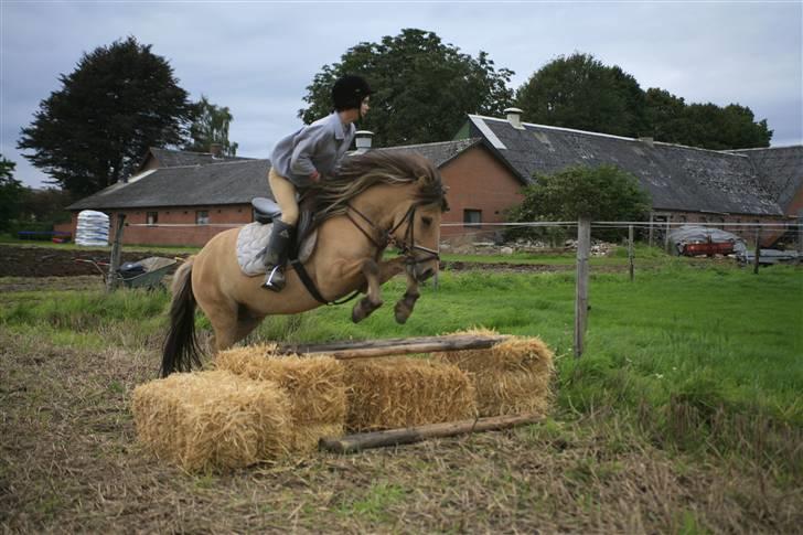 Anden særlig race Zimba / Rex - Spring 5/9 2008  billede 10