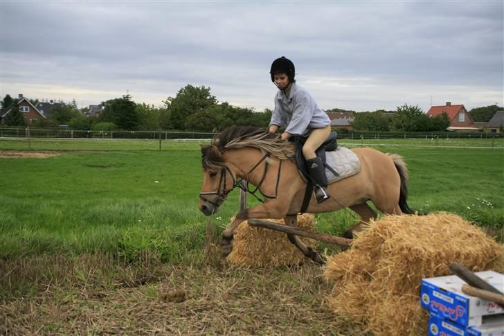 Anden særlig race Zimba / Rex - Spring 5/9 2008 Hov? ;D billede 12