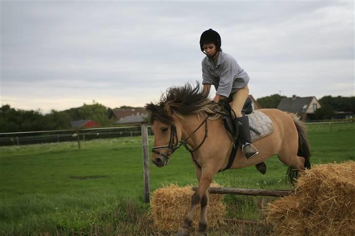 Anden særlig race Zimba / Rex - Spring 5/9 2008 Weei ?<3 billede 13