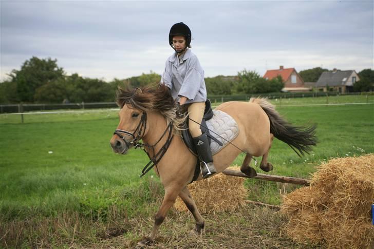 Anden særlig race Zimba / Rex - Spring 5/9 2008 Se ham lige i hovedet? han tænker sikker ,Yes jeg kom over ! :D<3 billede 14