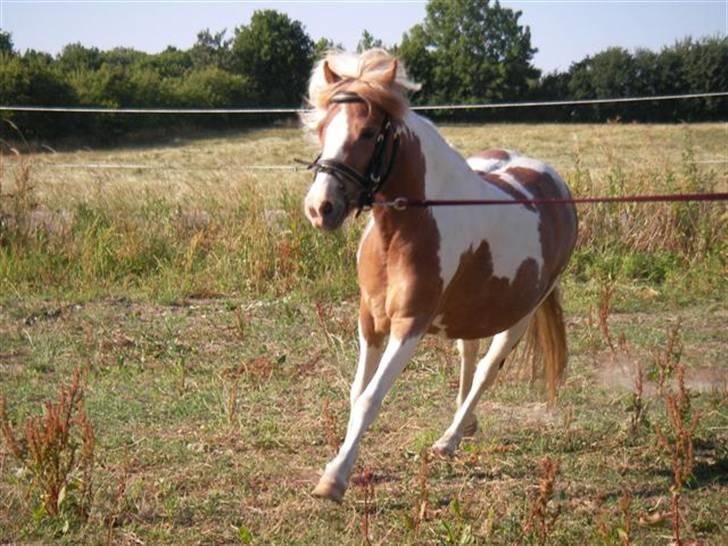 Pinto Atlanta Nyholm - fin galop:)  billede 12