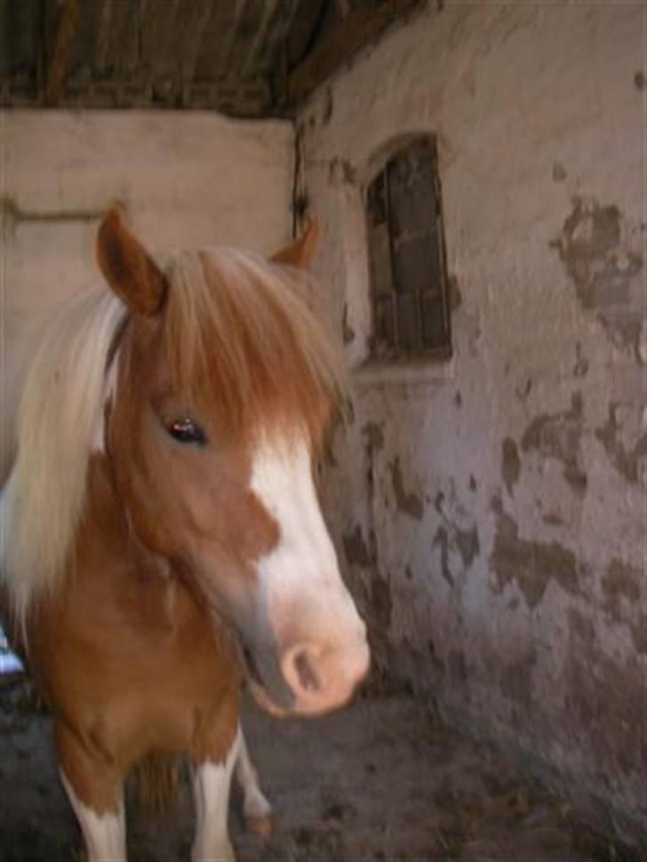 Pinto Atlanta Nyholm - i stalden:) skal vi snart ud?:) billede 13