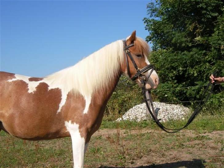 Pinto Atlanta Nyholm - hov synes jeg hørte noget... billede 14