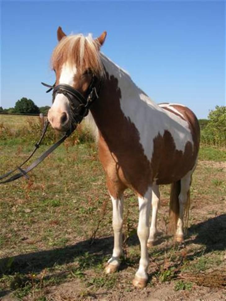 Pinto Atlanta Nyholm - dejligt vejr idag;) billede 15