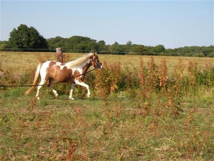 Pinto Atlanta Nyholm - dejlig trav i longe, 2008. billede 16