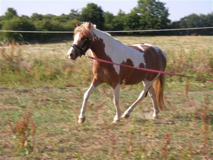 Pinto Atlanta Nyholm - her kommer jeg;) billede 17
