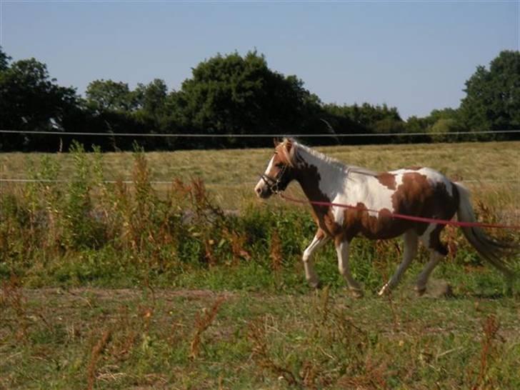 Pinto Atlanta Nyholm - i galop:) billede 18
