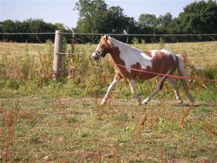 Pinto Atlanta Nyholm - hun er helt tosset med at trave derudaf:) billede 19
