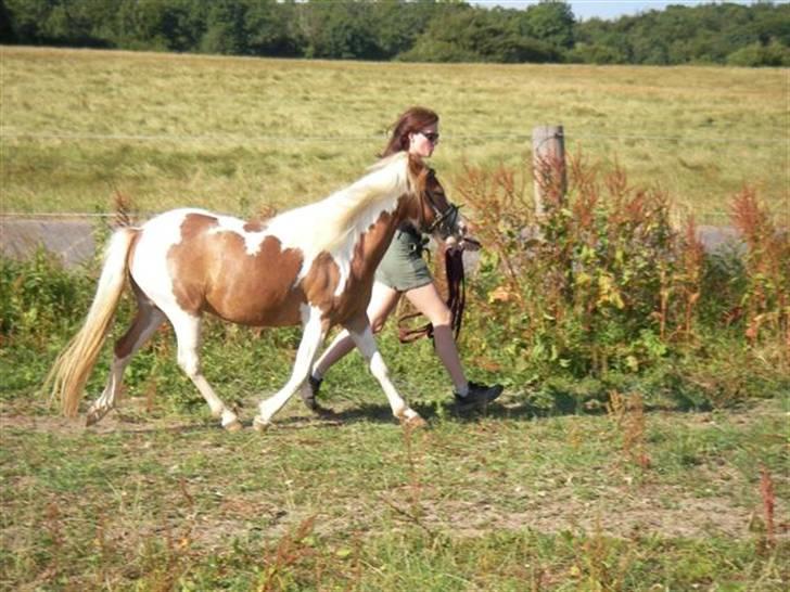 Pinto Atlanta Nyholm - og til sidst en lille mønstring:) billede 20