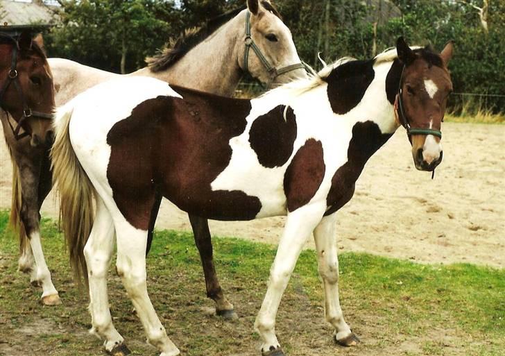 Pinto †Wivarto<3R.I.P 14/9-10;/† - det er miq som lidt støre billede 5