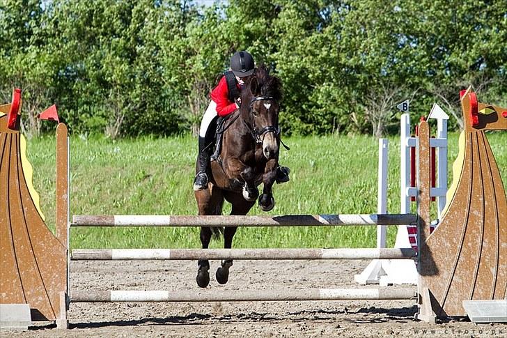 Anden særlig race Bailey - LA. billede 1
