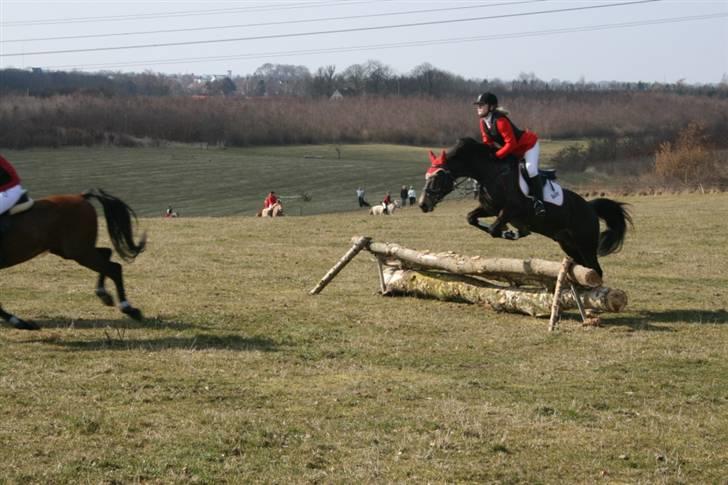 Anden særlig race Bailey - Min første jagt på Bailey "baby jagt" 2009 billede 2