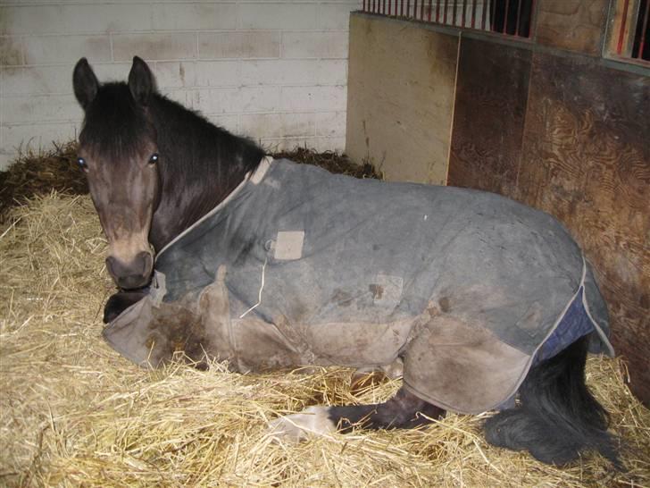 Anden særlig race Bailey billede 3