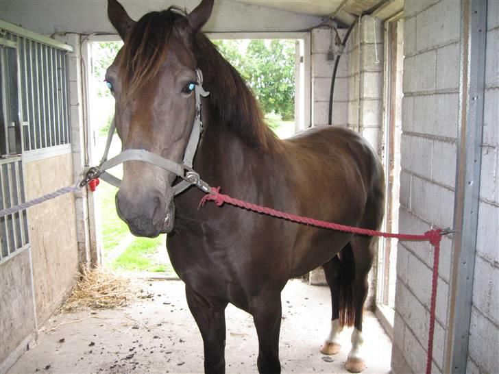 Anden særlig race Bailey - Er han ikke nuttet :´) billede 4