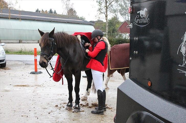 Anden særlig race Bailey - Stævne 2010 billede 6
