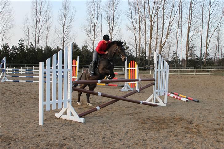 Anden særlig race Bailey - Spring træning 2010 billede 7