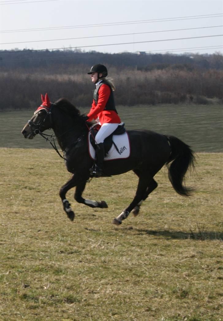 Anden særlig race Bailey - Baby jagt Ølstykke 2009 billede 8