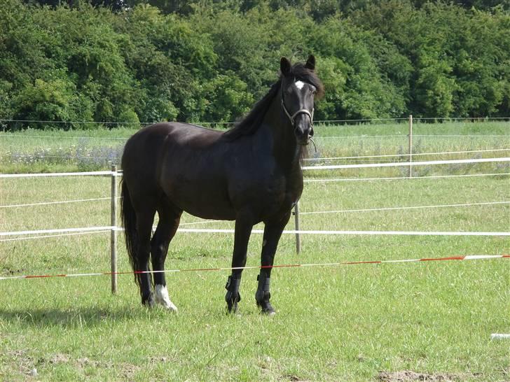 Anden særlig race Lightning R.I.P :'( - født til at være model :b billede 17