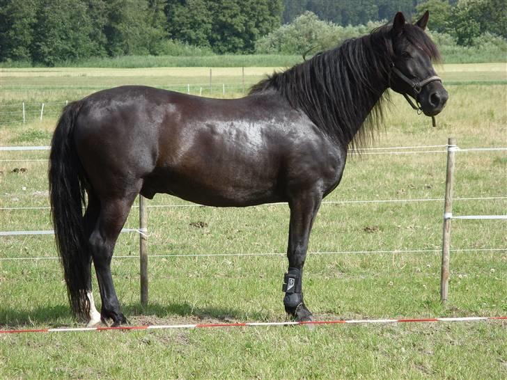 Anden særlig race Lightning R.I.P :'( - SÅHH smuk <3 billede 18