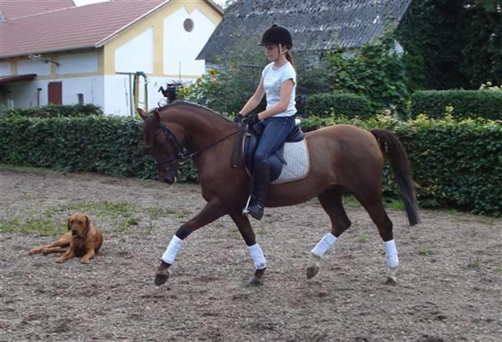 Hollandsk Sportspony Silvana/ solgt - ikke for sjov at man blev springrytter. billede 20