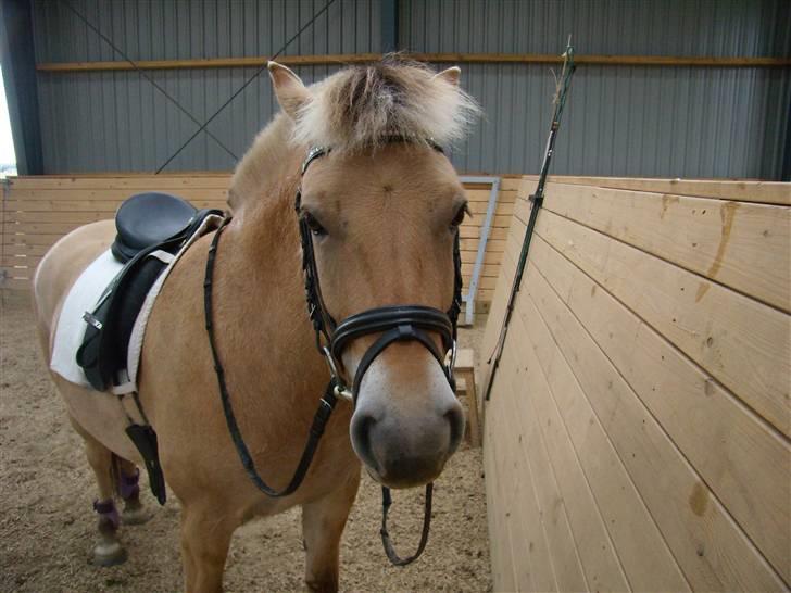 Fjordhest Frida af Tranemosen - Vi er lige blevet færdig med at ride. billede 3