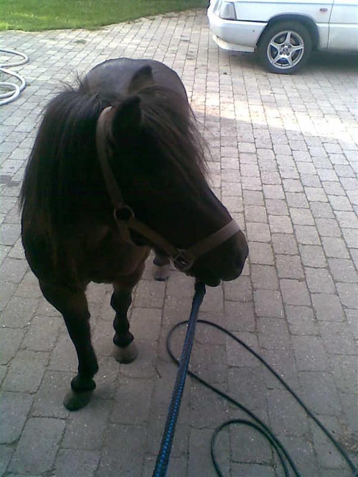 Shetlænder Oline - Første gang du var alene oppe ved huset. billede 16