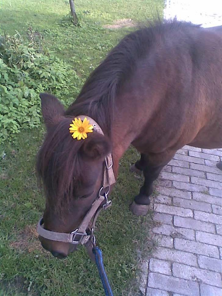 Shetlænder Oline - Du fik li en lille blomt i grimen. billede 17