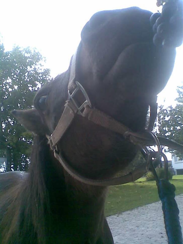 Shetlænder Oline - Du elsker vindruer billede 18