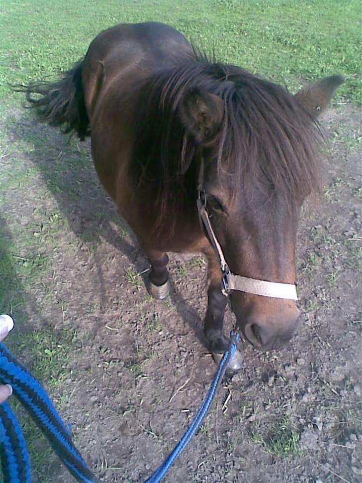 Shetlænder Oline billede 19