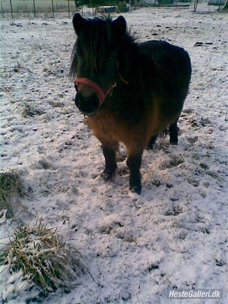 Shetlænder Oline billede 20