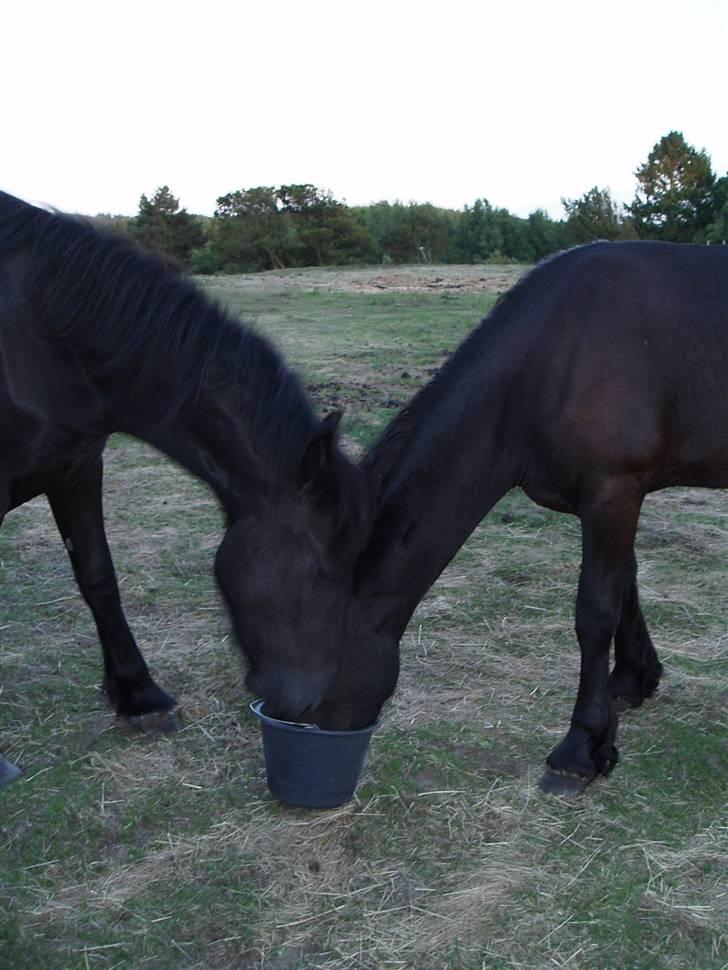 Frieser Tutsje út Foersum  billede 2