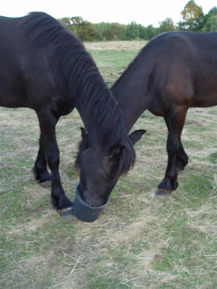 Frieser Tutsje út Foersum  billede 3