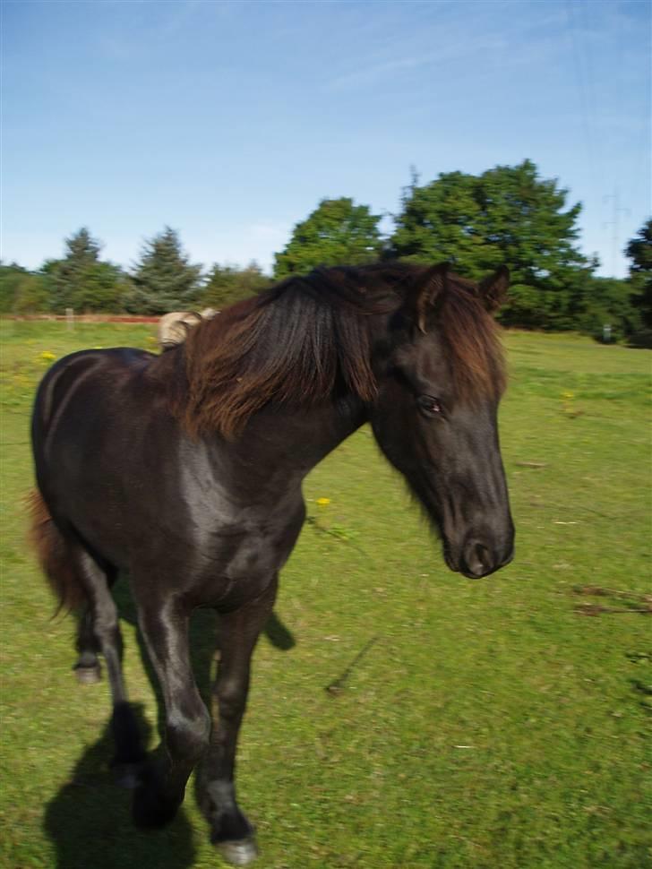 Frieser Tutsje út Foersum  billede 4