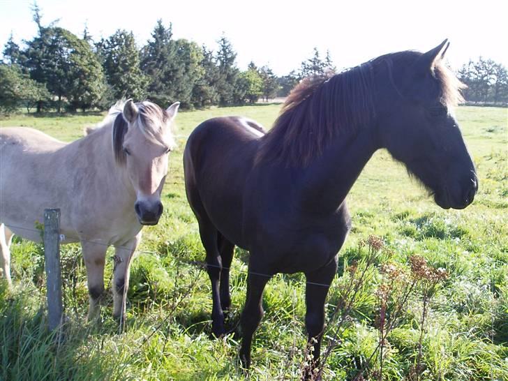 Frieser Tutsje út Foersum  billede 5