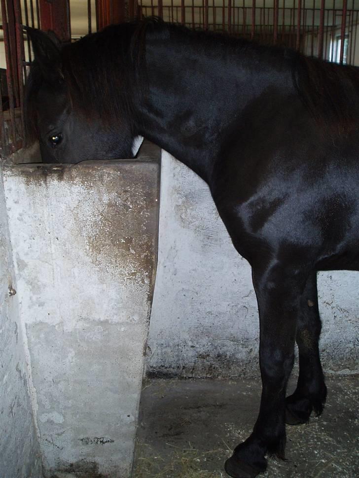 Frieser Tutsje út Foersum  billede 6