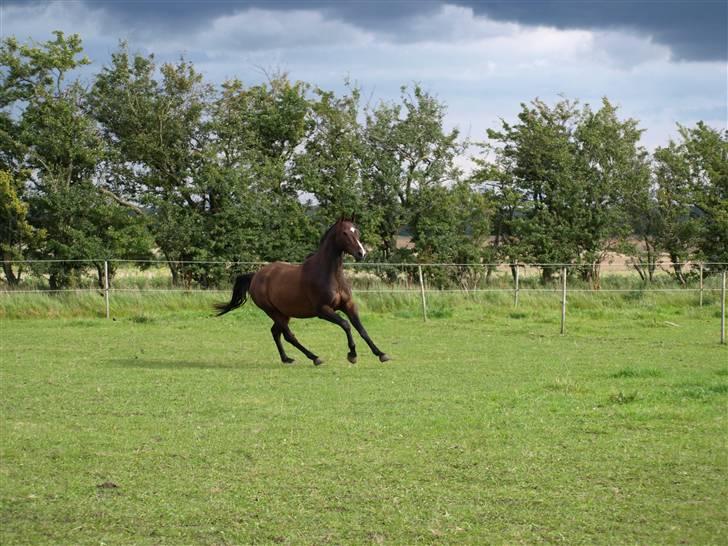 Dansk Varmblod  Loke *Solgt* billede 15