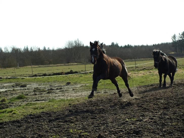 Dansk Varmblod  Loke *Solgt* billede 16