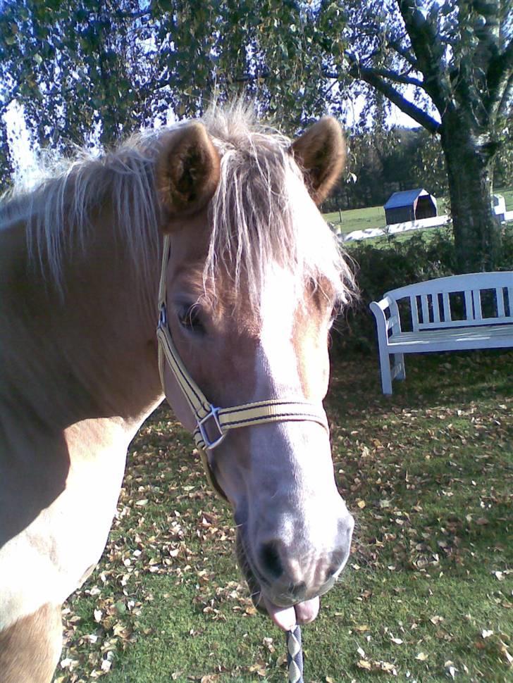 Haflinger Himmerlands Stoffer - "Haha! XD Elsker at række tunge til hende!! :D" billede 12