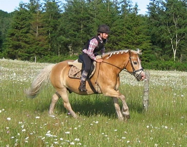 Haflinger Himmerlands Stoffer - Smukke Stoffi i galop :b billede 14