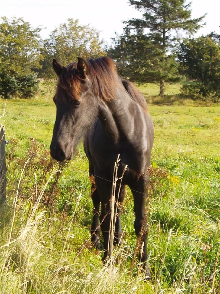 Frieser Tutsje út Foersum  billede 7
