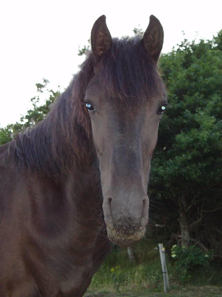 Frieser Tutsje út Foersum  billede 8