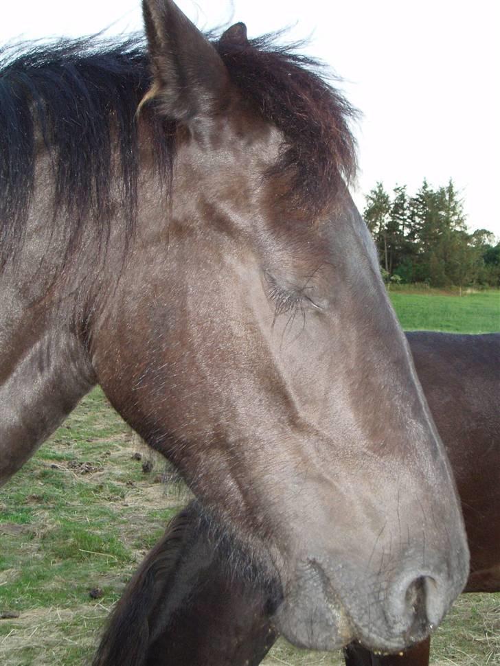 Frieser Tutsje út Foersum  billede 9