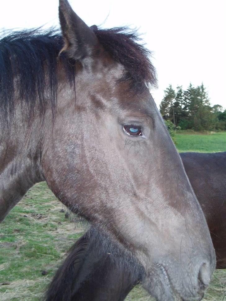 Frieser Tutsje út Foersum  billede 10