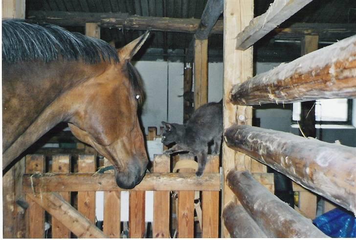 Dansk Varmblod CLAIRE - Claire og staldmissen billede 4