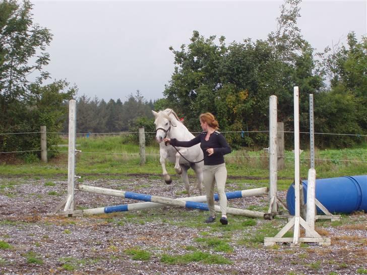Welsh Mountain (sec A) schnoor`s tifan faye - første gang hun springer billede 5