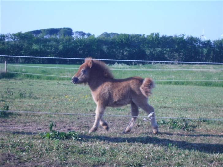 Shetlænder sirocco billede 11