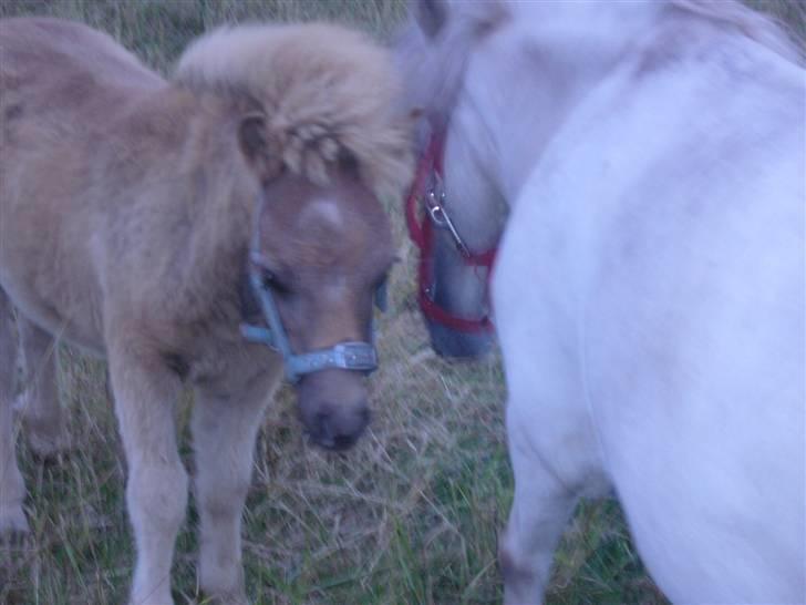 Shetlænder sirocco billede 12