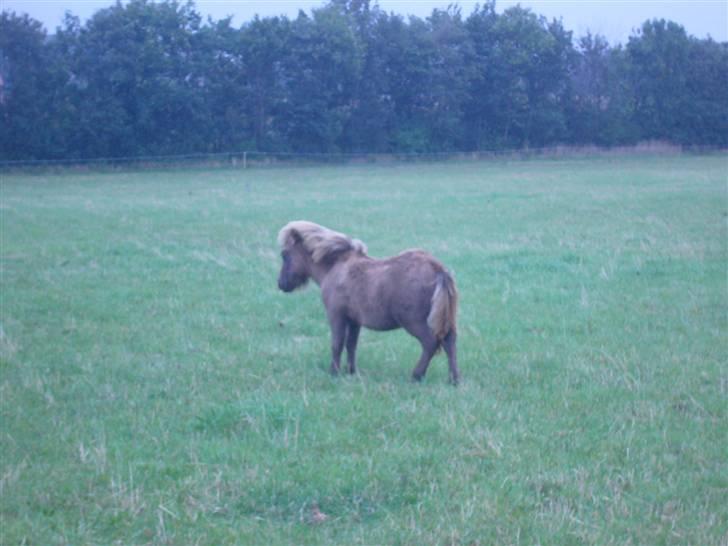 Shetlænder sirocco billede 13