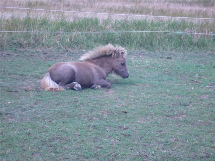 Shetlænder sirocco billede 15